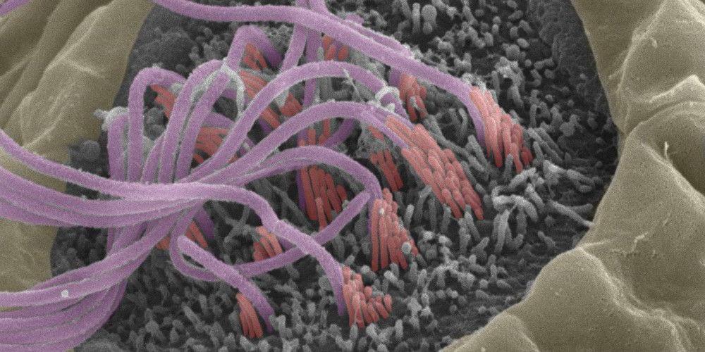 Stereocilia (red) and kinocila (purple) in a zebrafish neuromast 