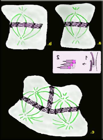 Cytokenesis