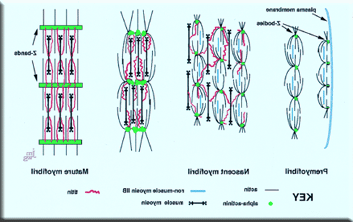 Myofibrillogenesis