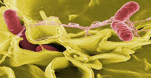 Division of Infectious Disease